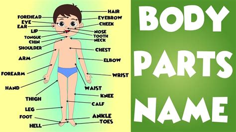 All Parts Of The Body in English | # Human Body Parts Names for Kids ...