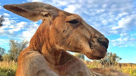 Roger, The Incredibly Buff Kangaroo, Has Died At Age 12 | HuffPost null