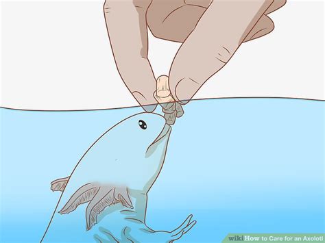 How to Care for an Axolotl: 10 Steps (with Pictures) - wikiHow