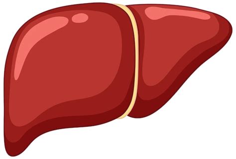 Free Vector | Healthy Liver on white background