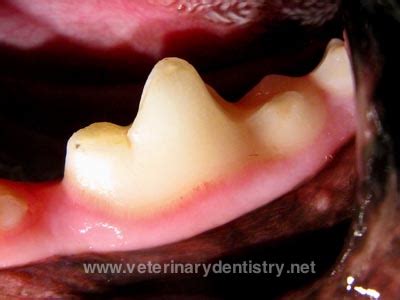 Treatment of Tooth Resorption in Dogs