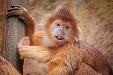 East Javan Langur Free Stock Photo - Public Domain Pictures