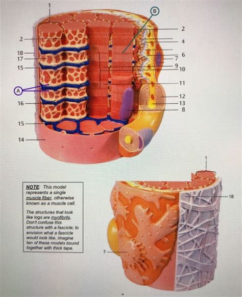 Skeletal Muscle Fiber Labeled