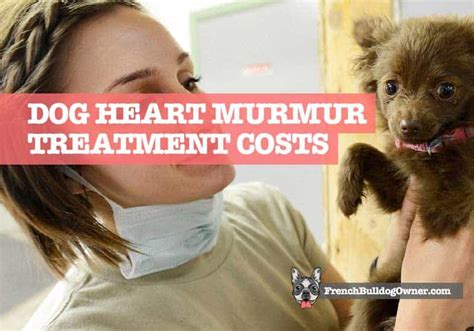 Is A Grade 3 Heart Murmur In Dogs Serious