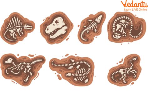 Facts About Mold Fossils Learn Important Terms and Concepts