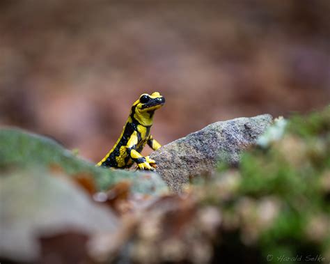 Fire salamander | Harald Selke | Flickr