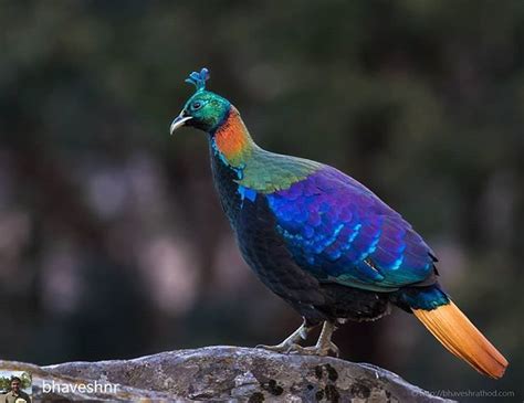 Reposted from @bhaveshnr - Himalayan Monal - male - Lophophorus impejanus - November-2017 ...