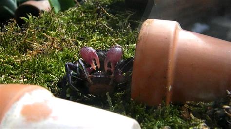 mating of Vampire crabs 1 - YouTube