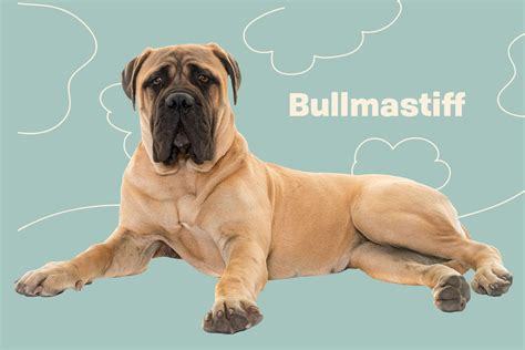 Are Bullmastiffs Friendly Or Dangerous To Strangers