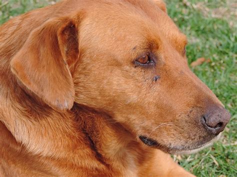 Image libre: brun clair, Portrait, de race, chien, animal de compagnie, chien de chasse, chiot ...