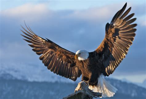 Bald Eagle Conservation Is An Amazing Success Story As Birds Thrive In Chesapeake Bay | HuffPost