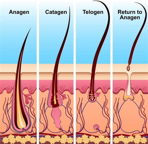 The Hair Growth Cycle: Stages and What it Means for You - Kiierr