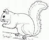 20  Free Printable Squirrel Coloring Pages EverFreeColoringcom sketch template