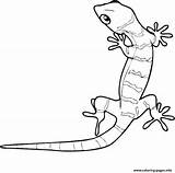 Animal Gecko S1e03 Coloring Pages Printable sketch template