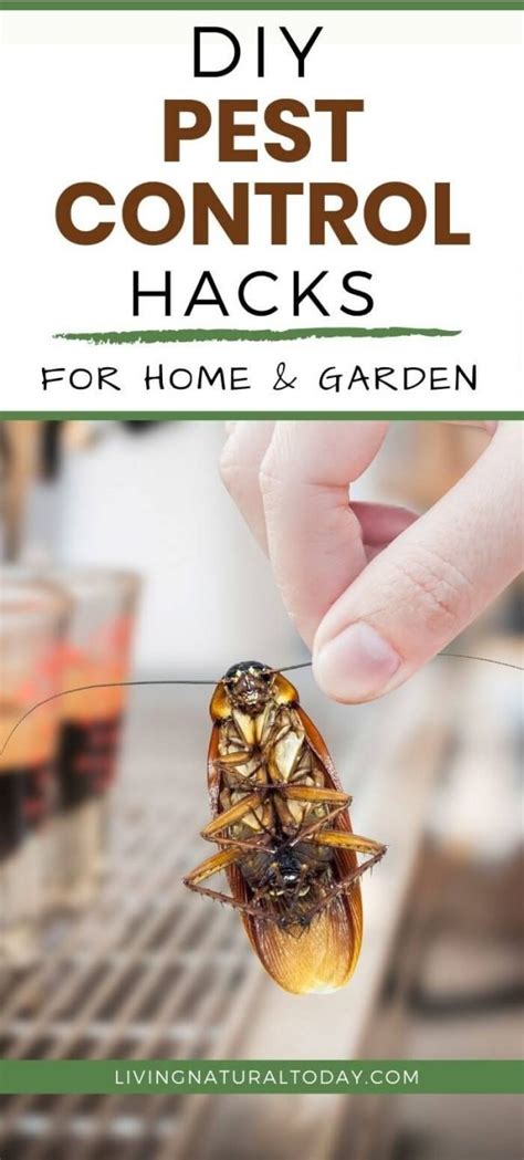 Natural DIY Pest Control Hacks for Home and Garden - Living Natural Today