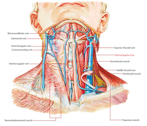 Internal Jugular Vein – Earth's Lab