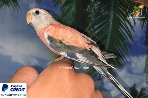 Rosy Bourke for sale (Parrot) - ParrotCrown.com