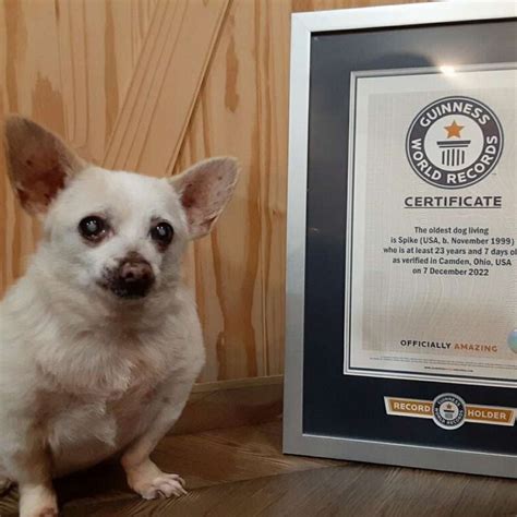 Meet the 23-year-old chihuahua who was named the world's oldest dog ...