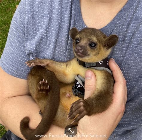 Baby Kinkajou male for Sale