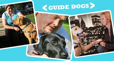 Spotlight On: Guide Dogs