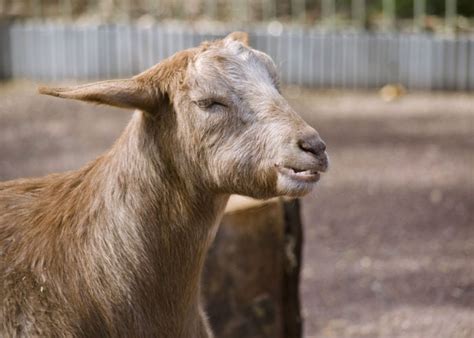 Why Goats Grind Their Teeth - The Happy Chicken Coop