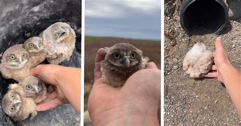 Wildlife Photographer Releases Baby Burrowing Owls Into New Pipe Home