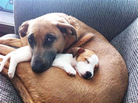 Big Dog Loves Her New Puppy Friend | Dog best friend, Puppy friends, Dog friends