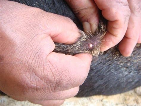 Maggots in Dogs - Canine Myiasis Causes and Treatment