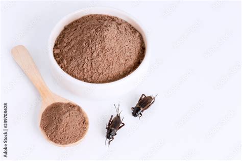 Cricket powder insect for eating as food items made of cooked insect ...