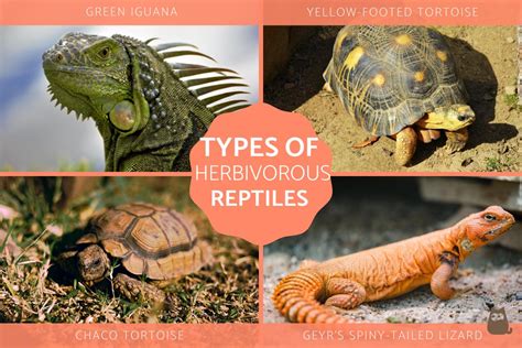 Which Reptiles Are Herbivorous? - Types of Herbivore Reptiles