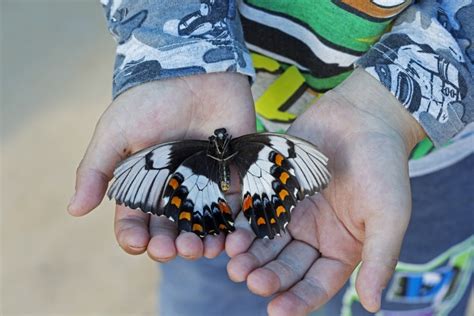 The Bribie Island Butterfly House - Brisbane Kids