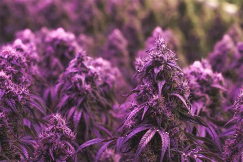 Purple Weed: What Makes Cannabis Strains Turn Purple? - International Highlife