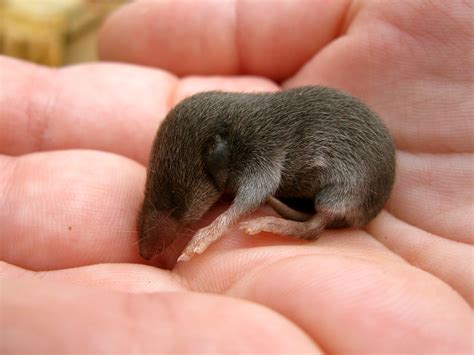 little cute mole