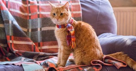 10 Purrfect Movies for Cat Lovers