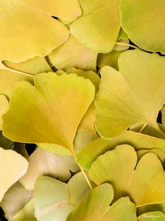Ginkgo Carpet - Tapis de ginkgo | Ginkgo biloba (Ginkgoaceae… | Flickr