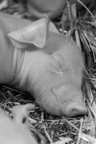 Sleeping Piglet Free Stock Photo - Public Domain Pictures