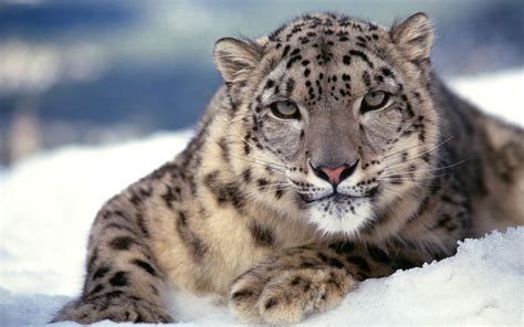 Scary Snow Leopard Wallpapers | HD Wallpapers | ID #5023