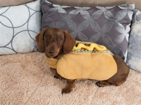 Cute Costumes for Dachshunds - dachshund-central | Dachshund costume ...