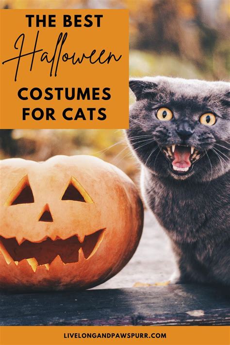 Eight Halloween Costumes For Your Cat | Cat halloween costume, Kitten cartoon, Halloween costumes