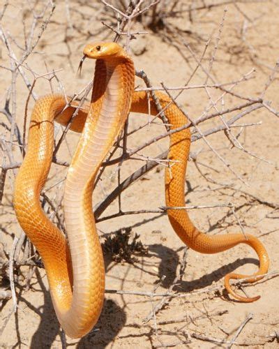 Are there snakes in africa information | National Geographic