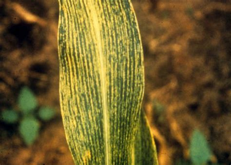 Maize streak disease infected maize plant | Symptoms of maiz… | Flickr