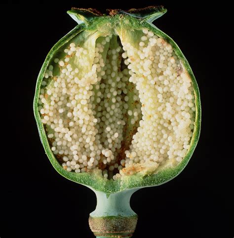 Cut Seed Capsule Of Opium Poppy Photograph by Dr Jeremy Burgess - Fine Art America