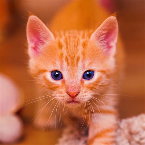 HD wallpaper: orange tabby kitten, Kitty, portrait, face, blue eyes, cute | Wallpaper Flare