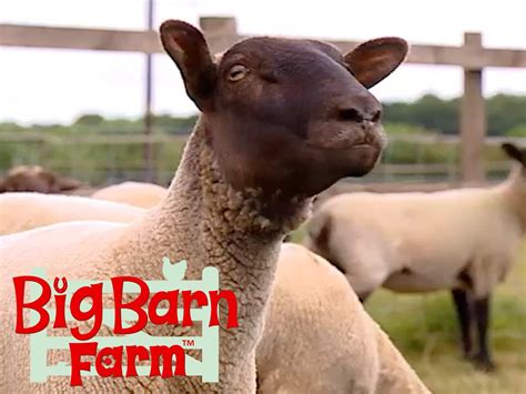 Cbeebies Big Barn Farm