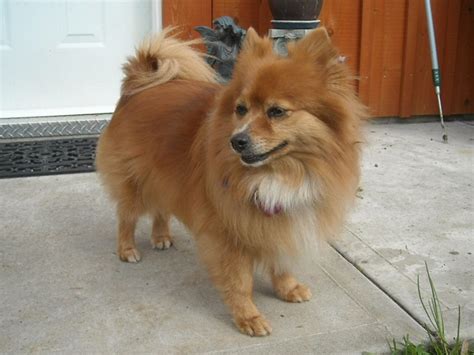 45+ Chihuahua Sheltie Mix Picture - Codepromos