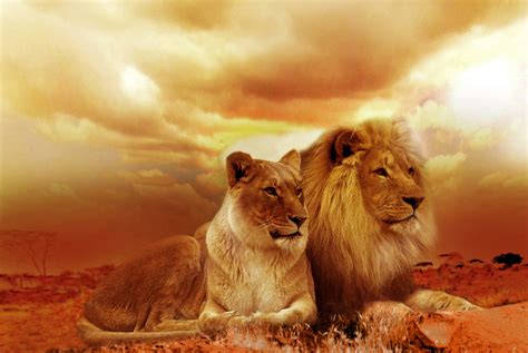 African Lion And Lioness Wallpaper, HD Animals 4K Wallpapers, Images and Background - Wallpapers Den