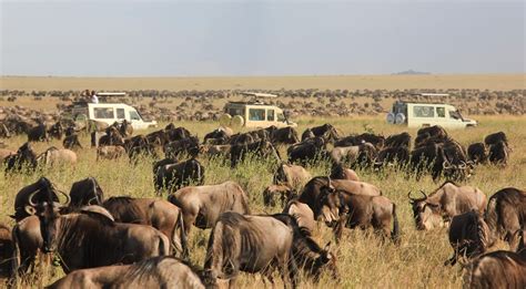 Best Time to See The Wildebeest Migration River Crossing - Safari Ventures