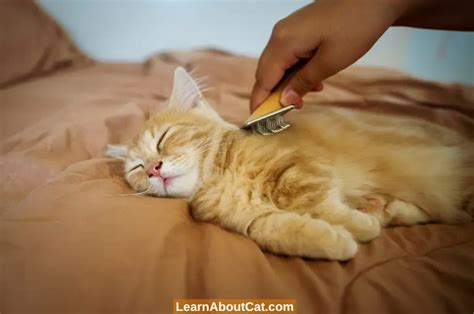 What Causes Matted Cat Fur? A Guide To Preventing And Removing Matted ...