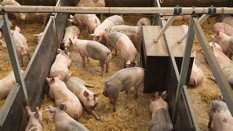 Advice on setting up a new pig unit - Farmers Weekly