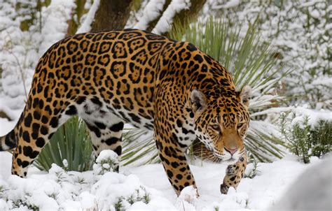 Wallpaper snow, predator, Jaguar images for desktop, section кошки ...